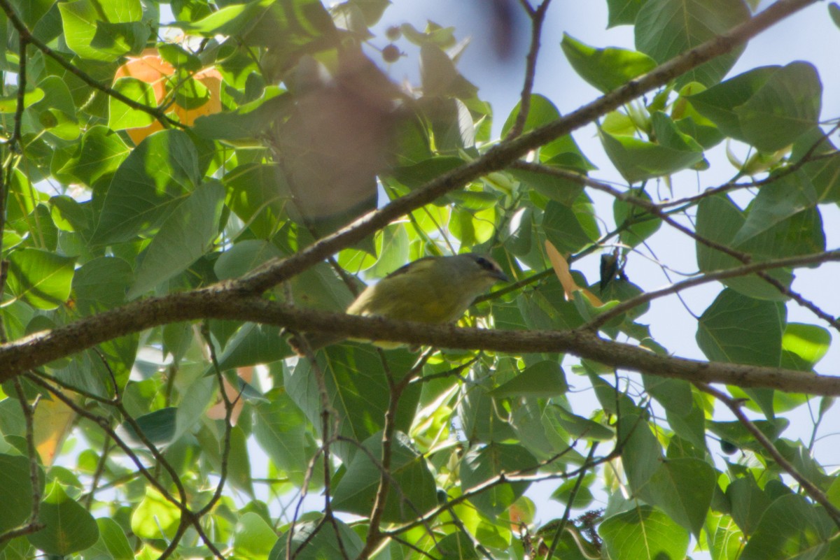 Mountain Leaf Warbler - ML643755602