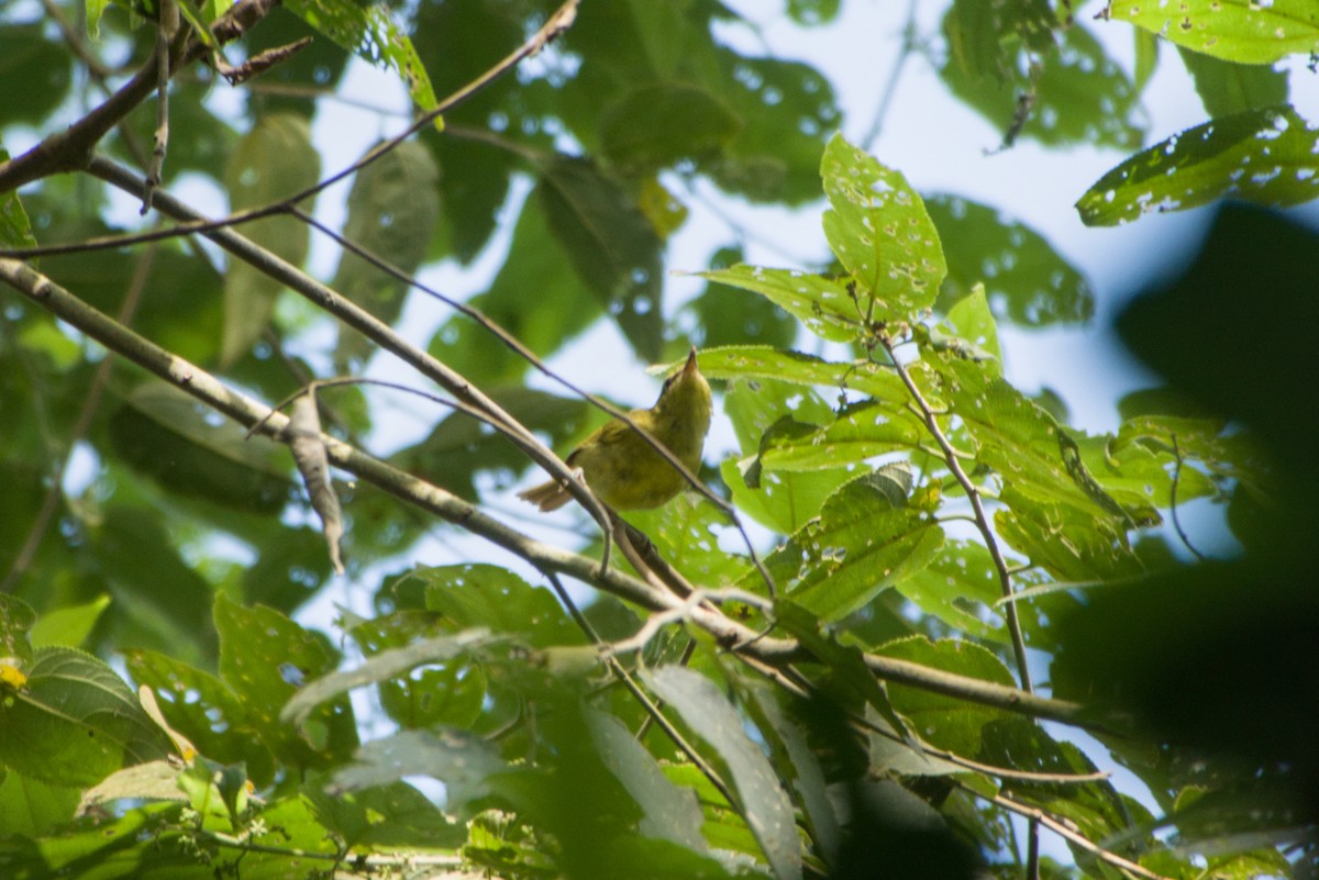 Mountain Leaf Warbler - ML643755628