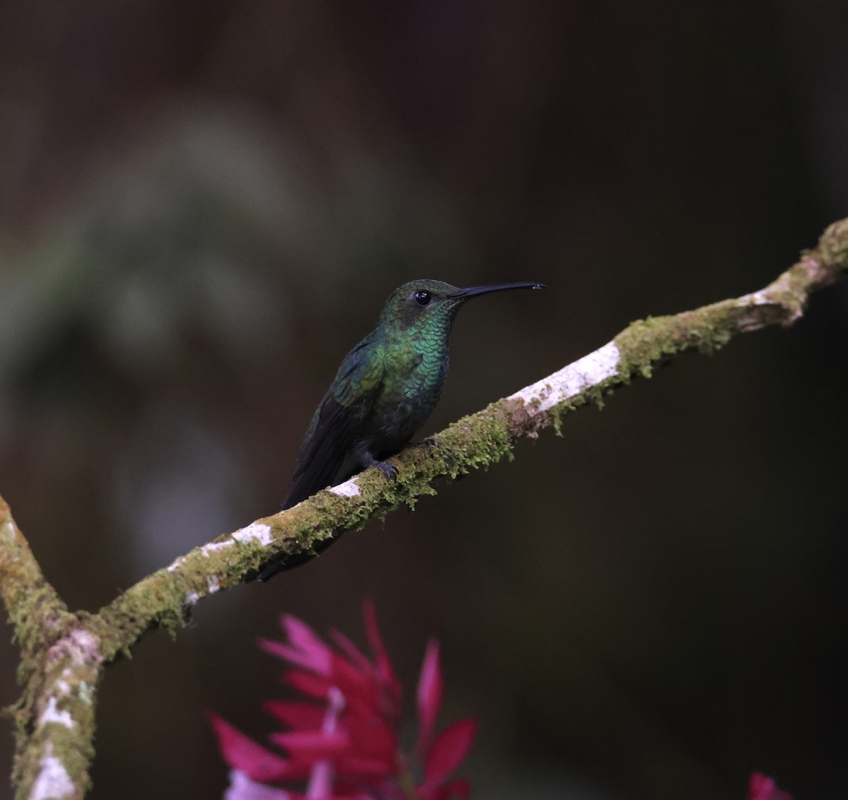 White-vented Plumeleteer - ML643755648