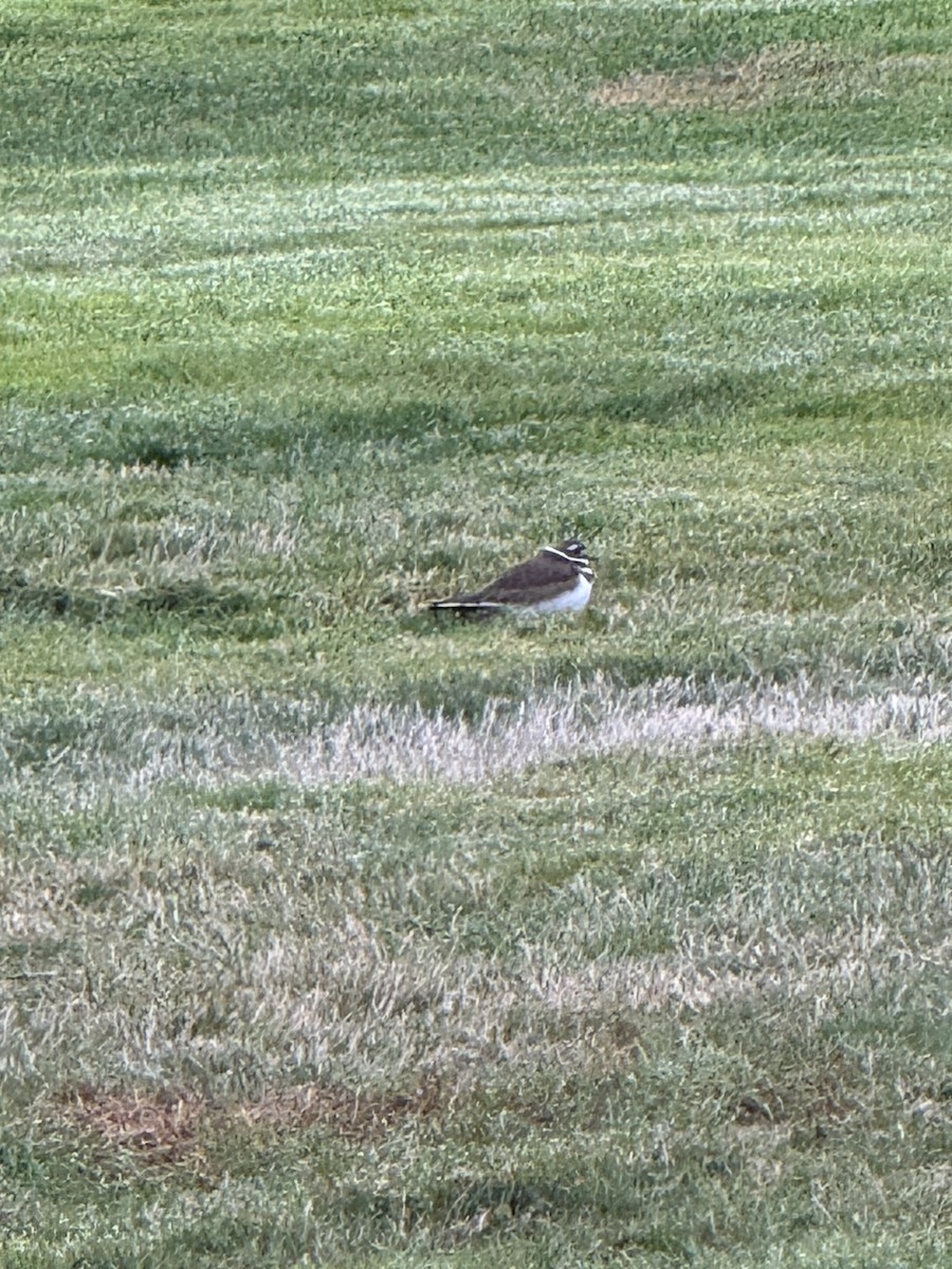 Killdeer - ML643755656