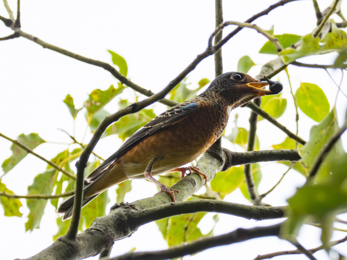 Ak Boğazlı Taşkızılı - ML643755661