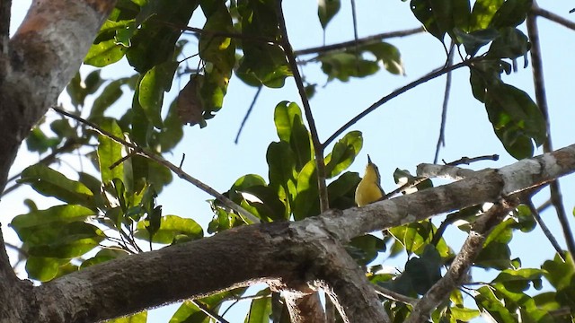 Sclater's Antwren - ML643755674