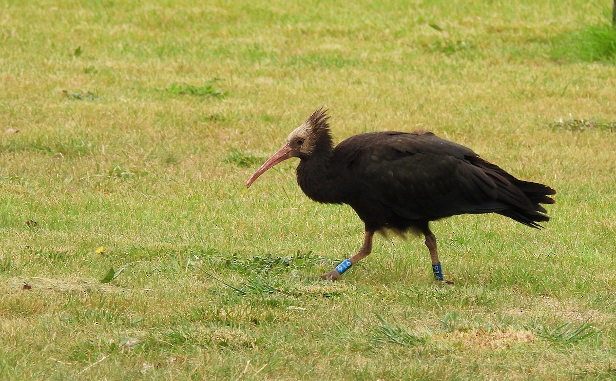 Ibis chauve - ML643755683