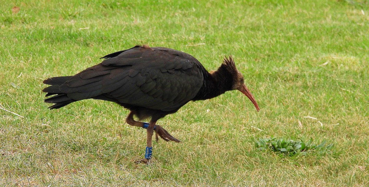 Ibis chauve - ML643755685