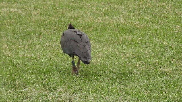 Ibis chauve - ML643755688