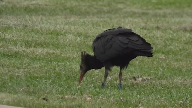 Ibis chauve - ML643755694