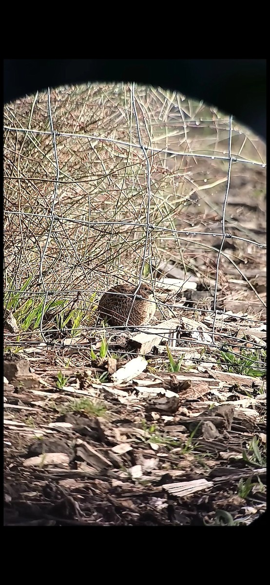 Brown Quail - ML643755698