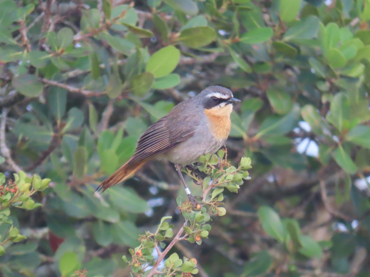 Cape Robin-Chat - ML643755702