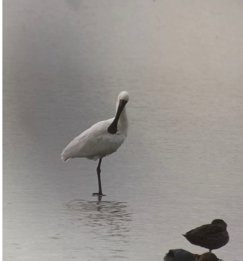 Royal Spoonbill - ML643755703