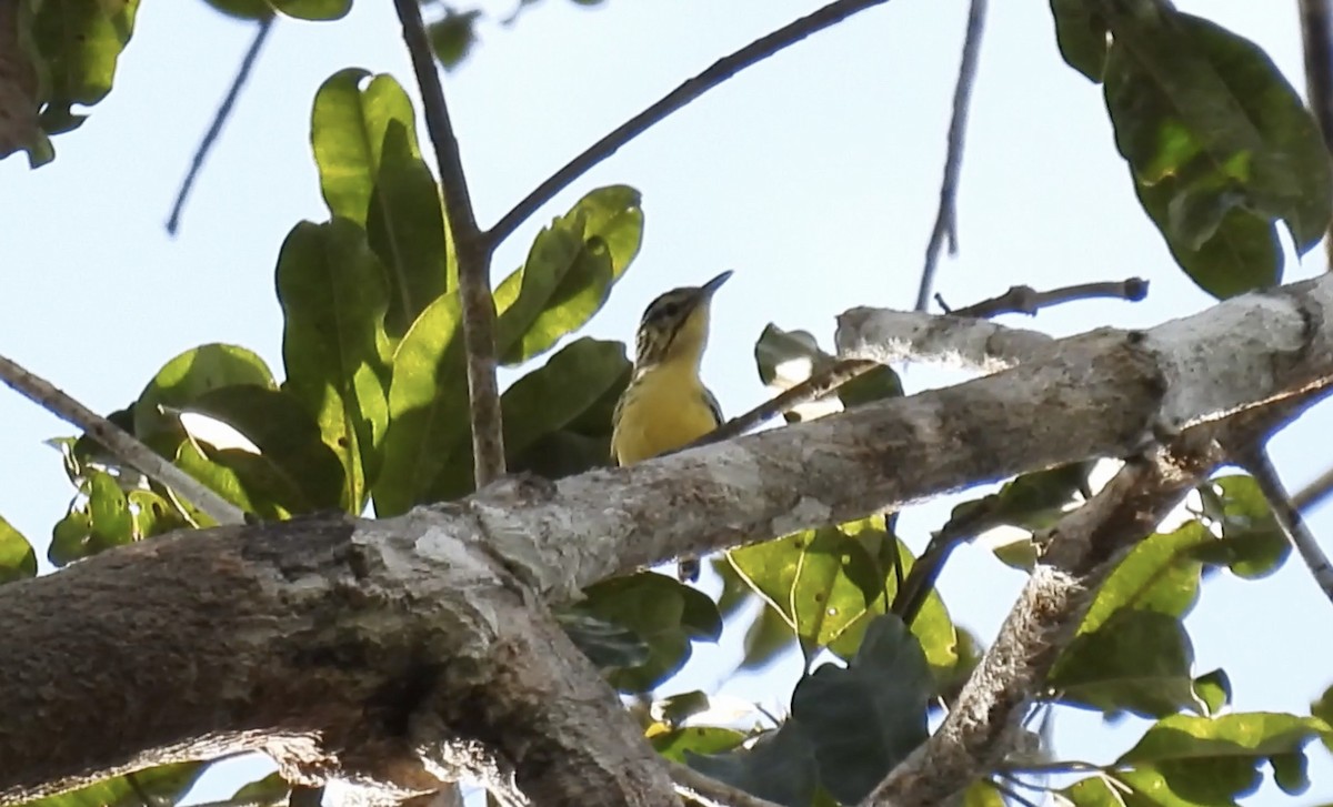 Sclater's Antwren - ML643755708