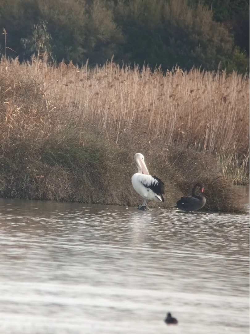 Australian Pelican - ML643755716
