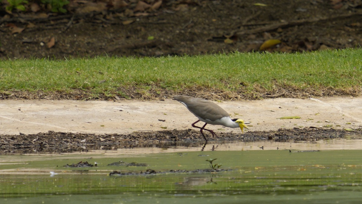 Masked Lapwing - ML643755717