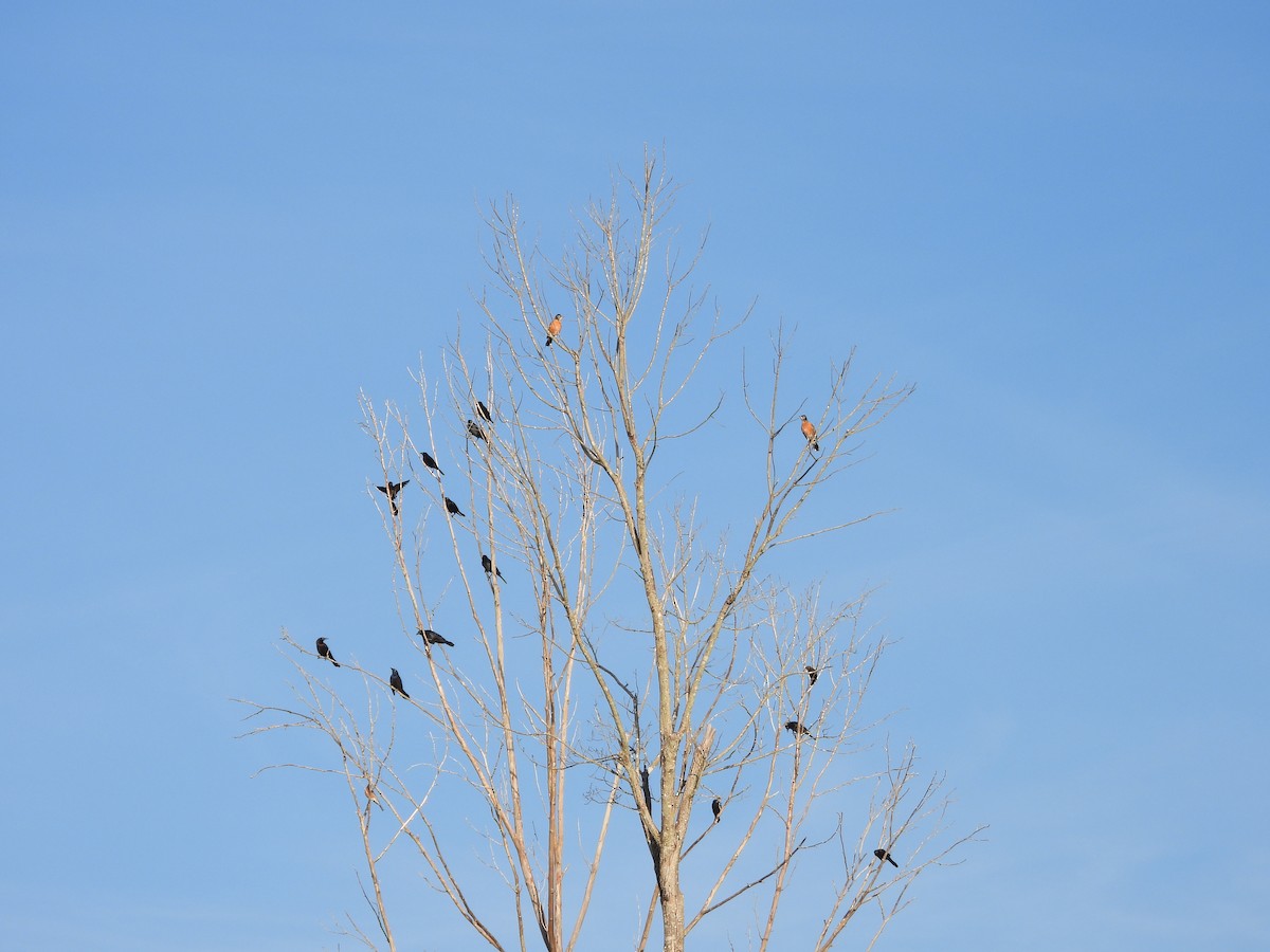 Common Grackle - ML643755724