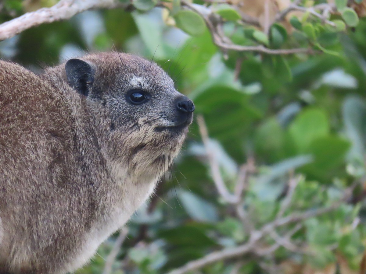 Cape Rock Hyrax - ML643755730