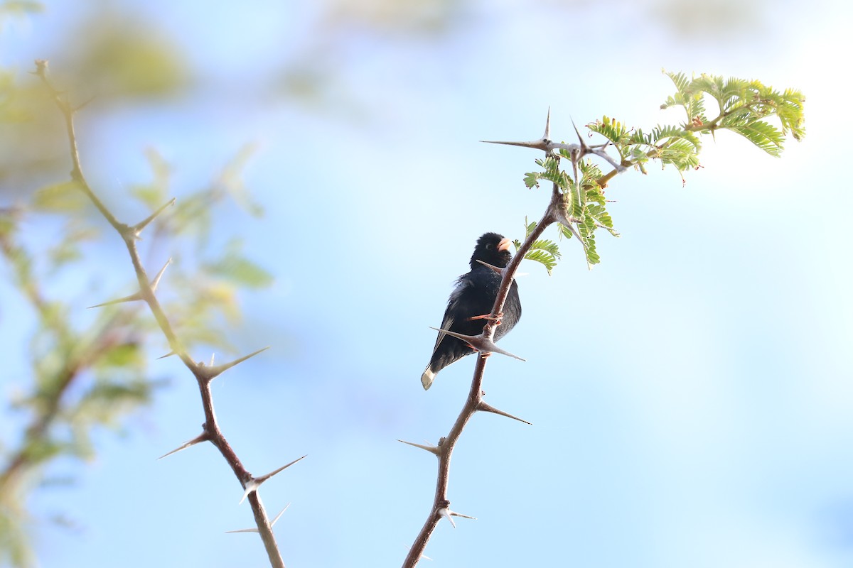 Village Indigobird - ML643755738