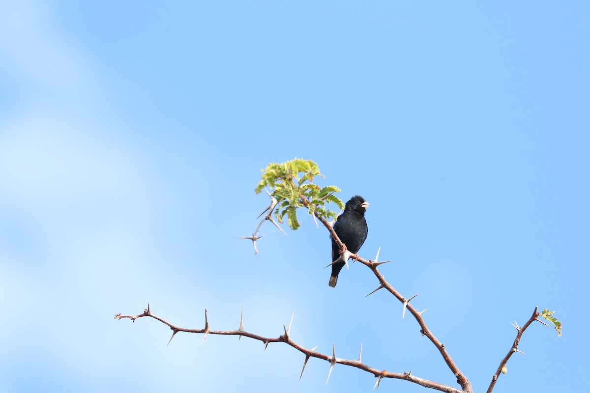 Village Indigobird - ML643755743