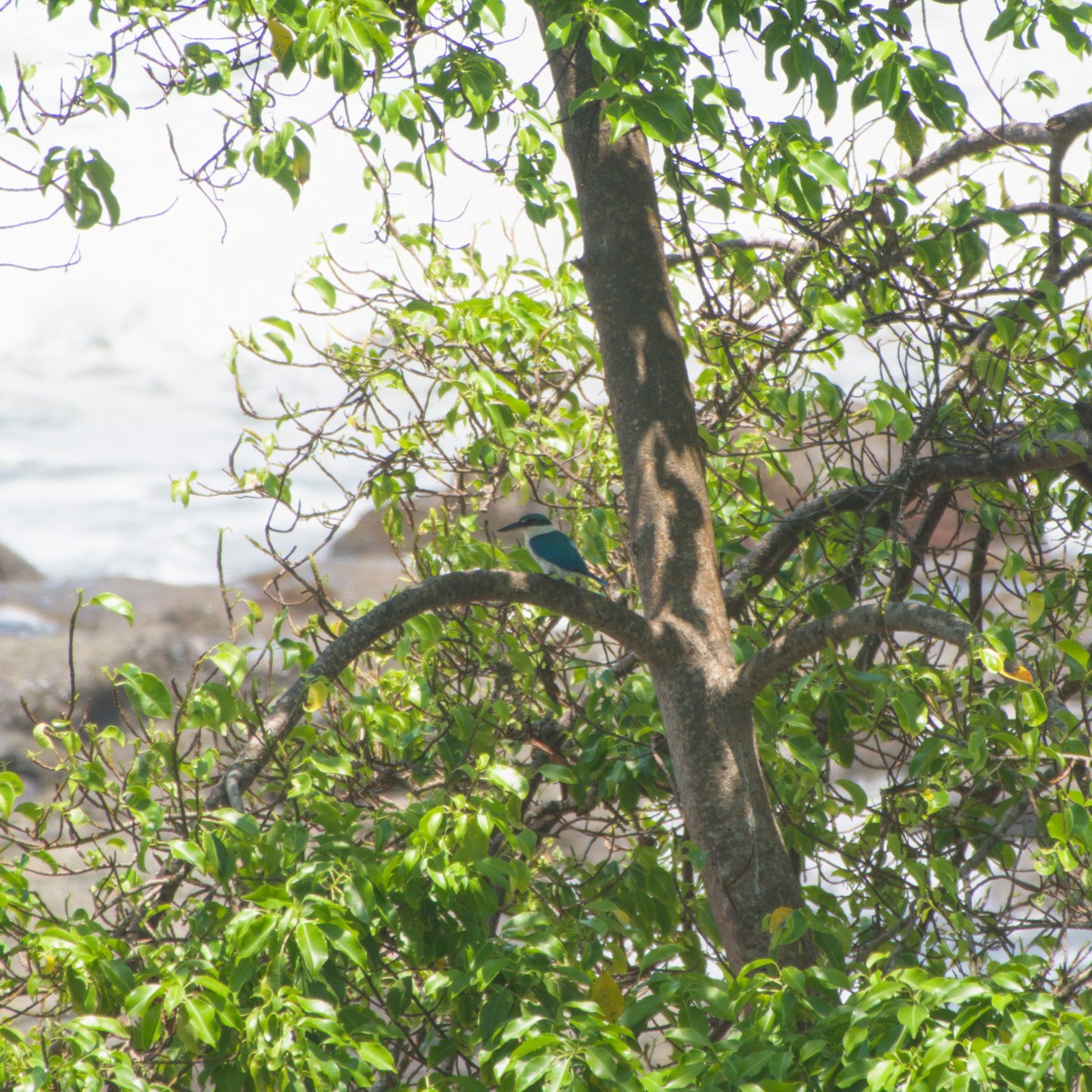Collared Kingfisher - ML643755745