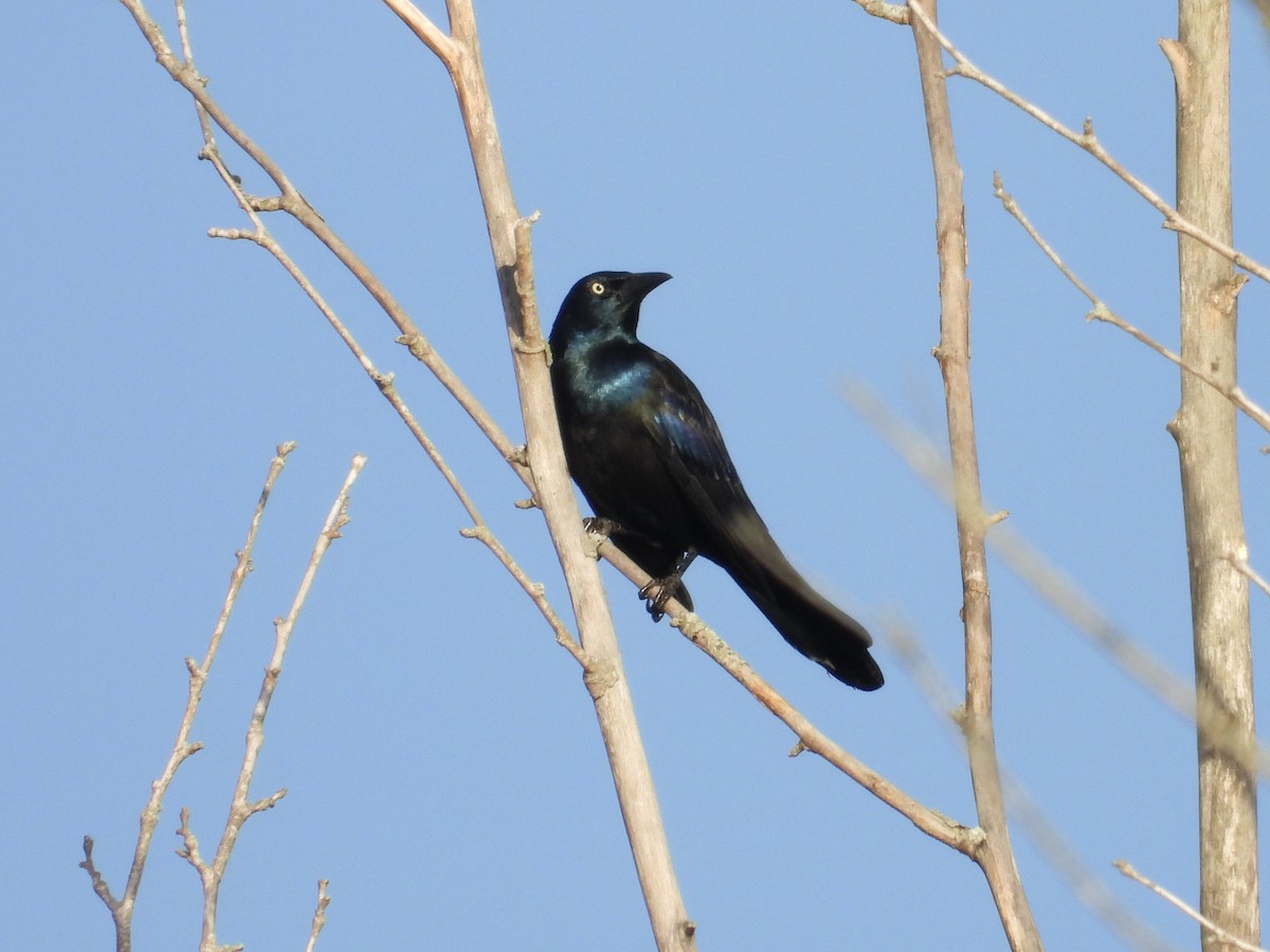 Common Grackle - ML643755748