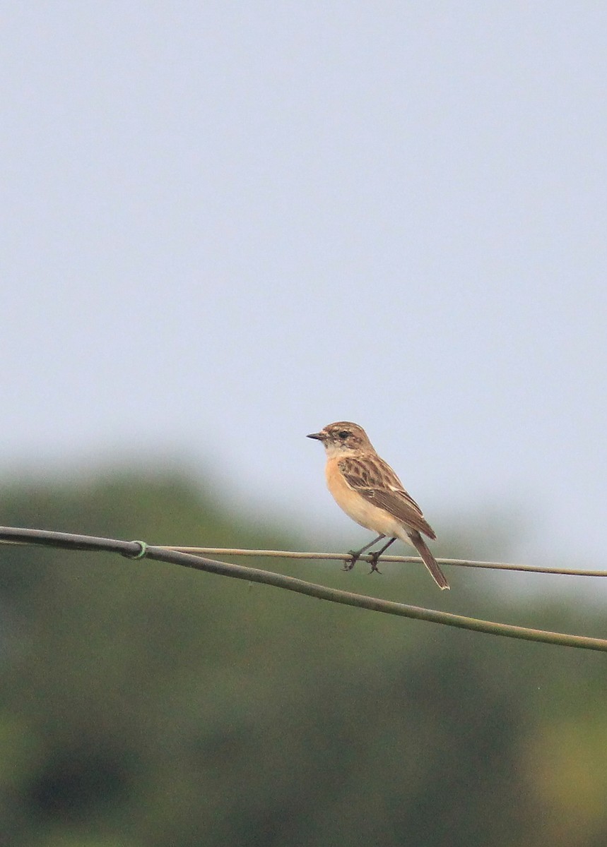 Siberian Stonechat (Siberian) - ML643755749
