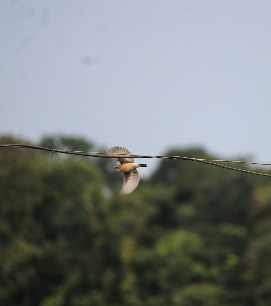 Siberian Stonechat (Siberian) - ML643755752