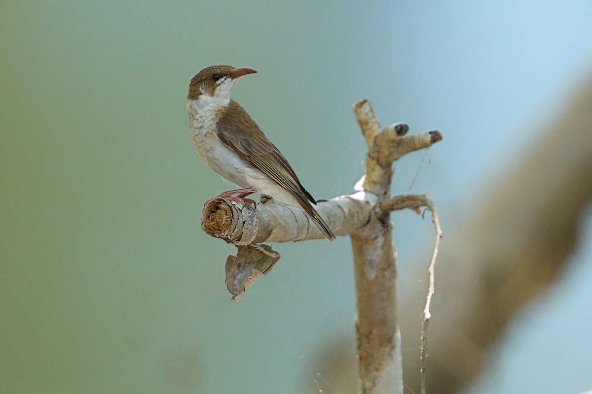 Brown-backed Honeyeater - ML643755753