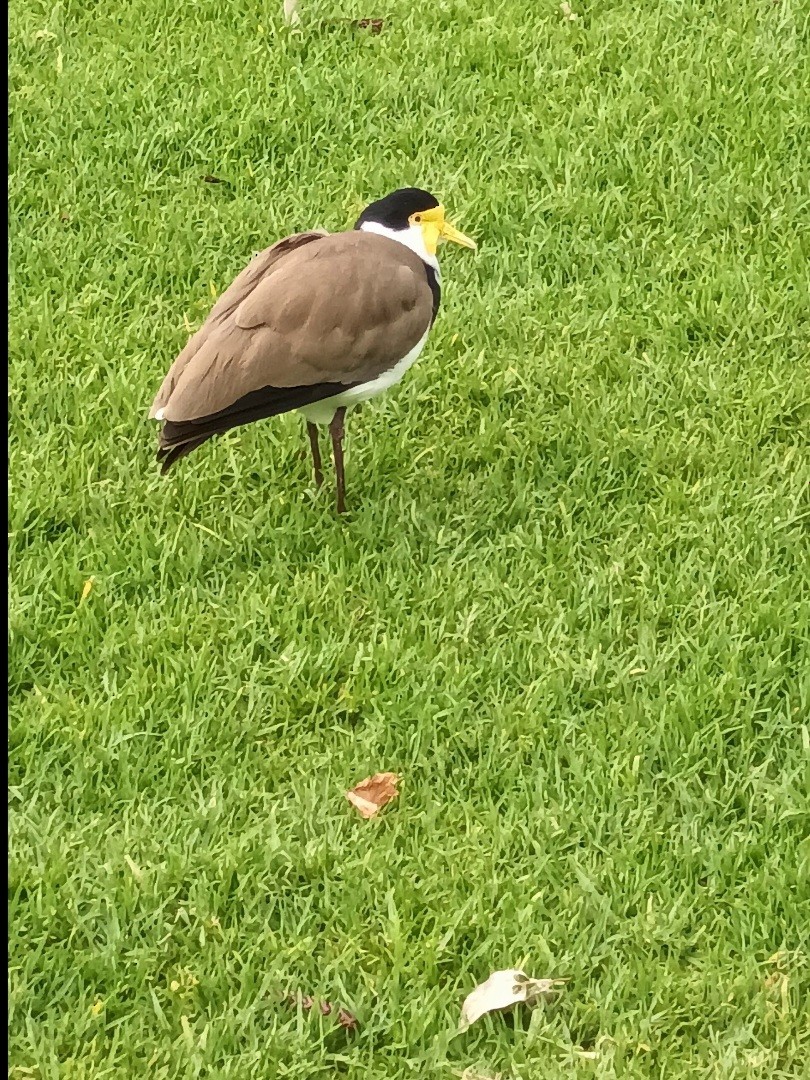 Masked Lapwing - ML643755754