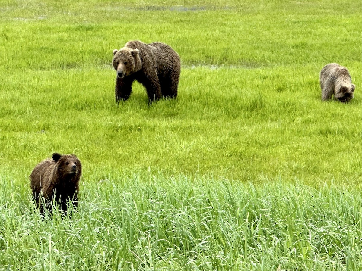 Brown Bear - ML643755771