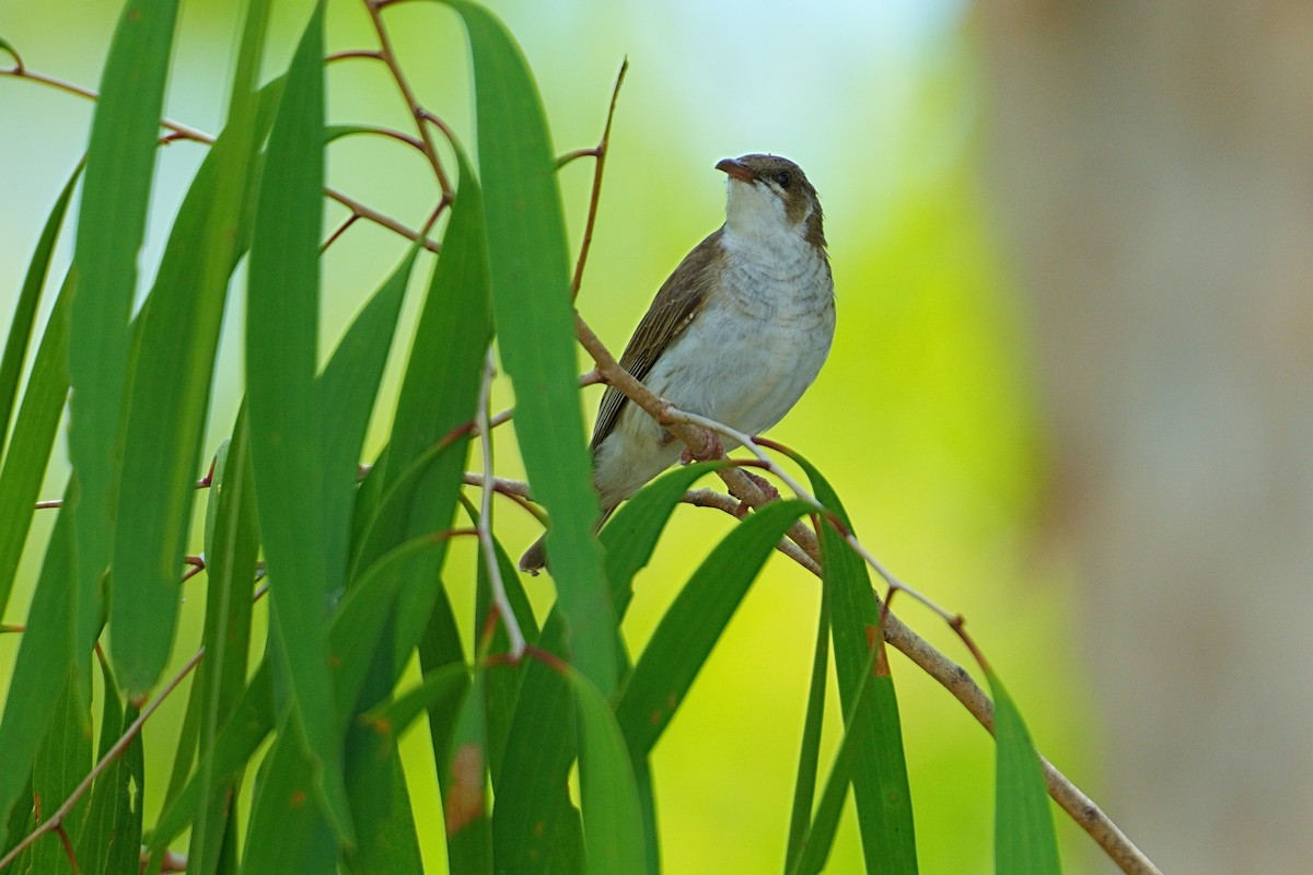 Brown-backed Honeyeater - ML643755790