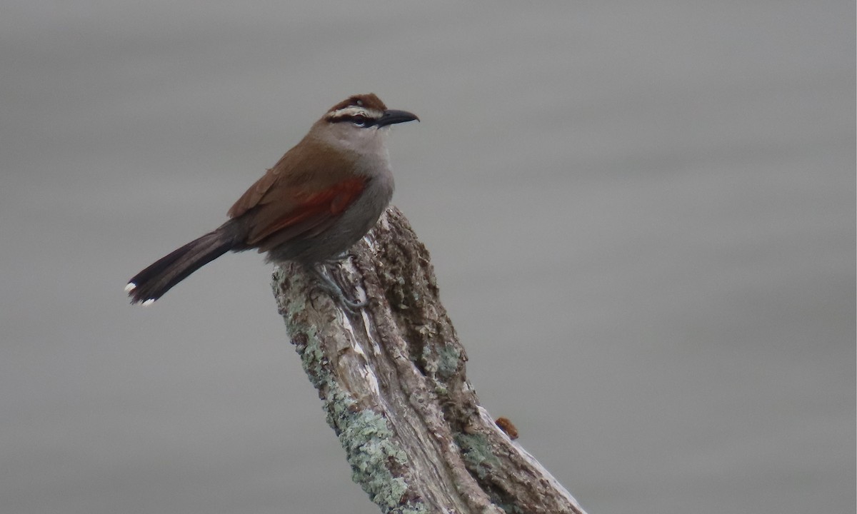 Southern Tchagra - ML643755797