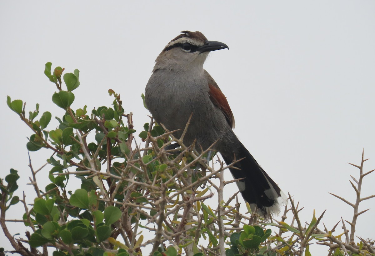 Southern Tchagra - ML643755798