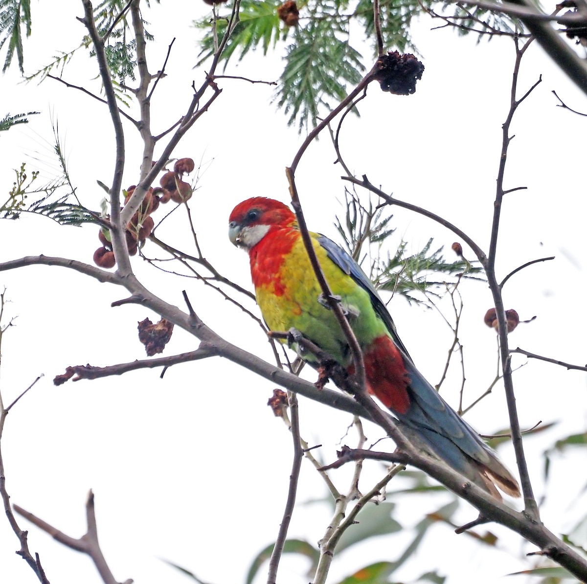 Eastern Rosella - ML643755805