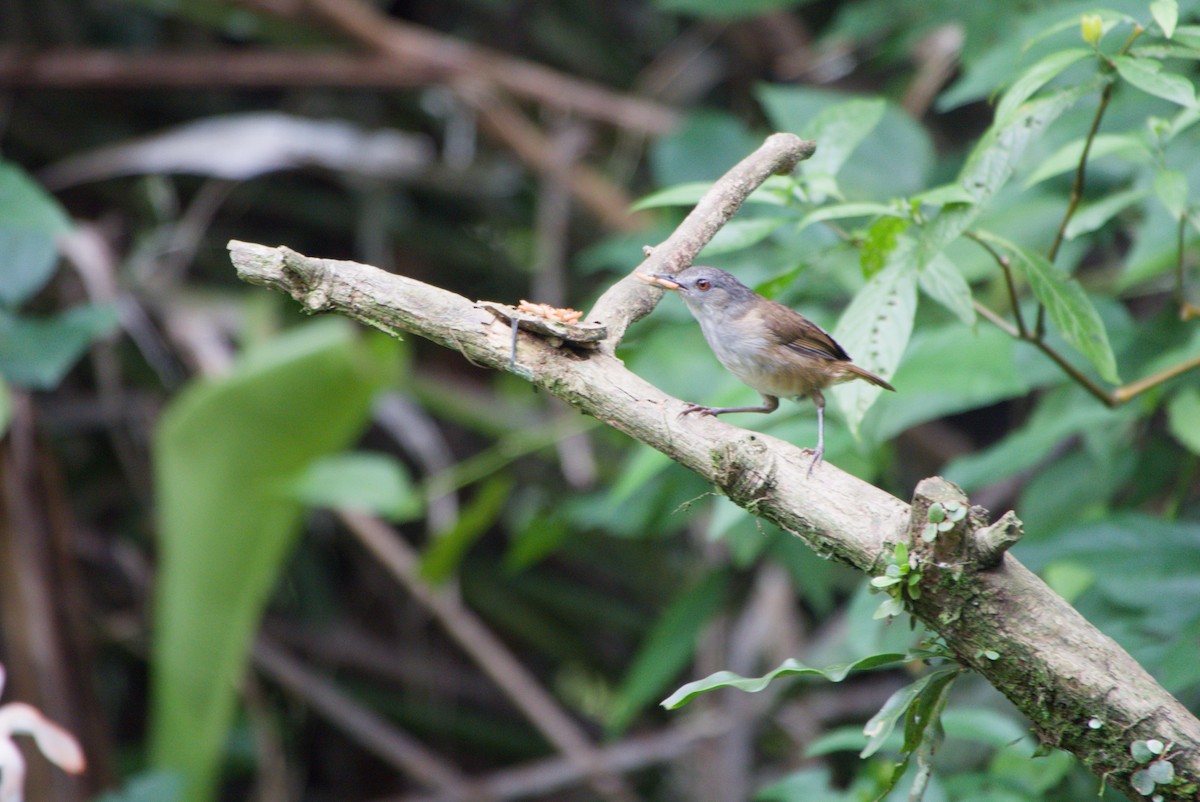 Horsfield's Babbler - ML643755810
