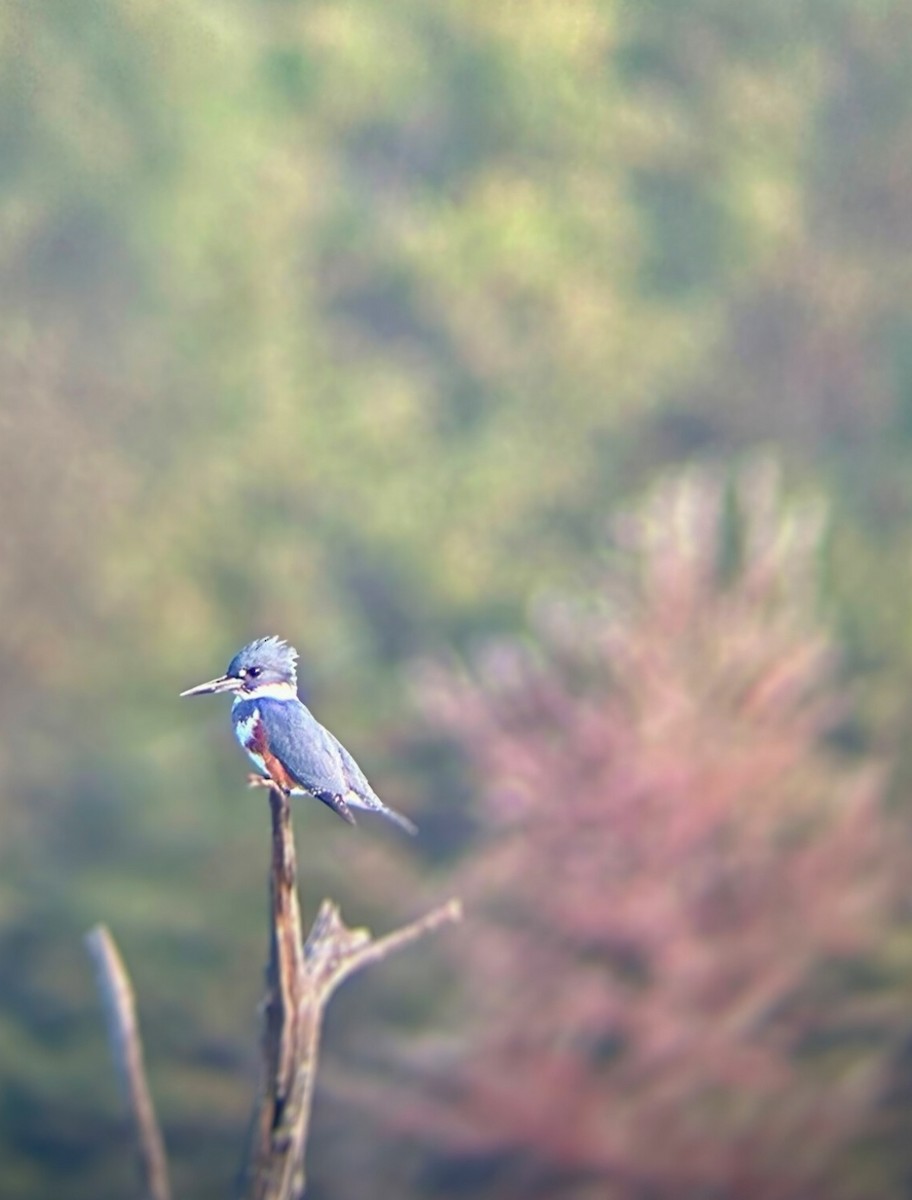 Belted Kingfisher - ML643755811