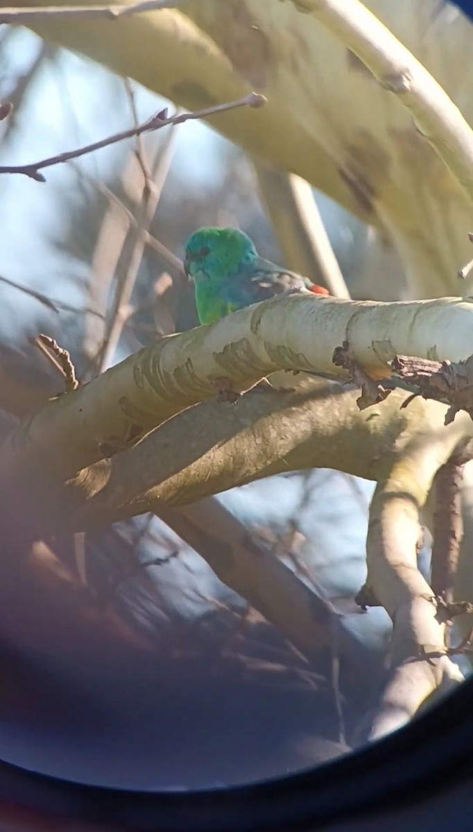 Red-rumped Parrot - ML643755814