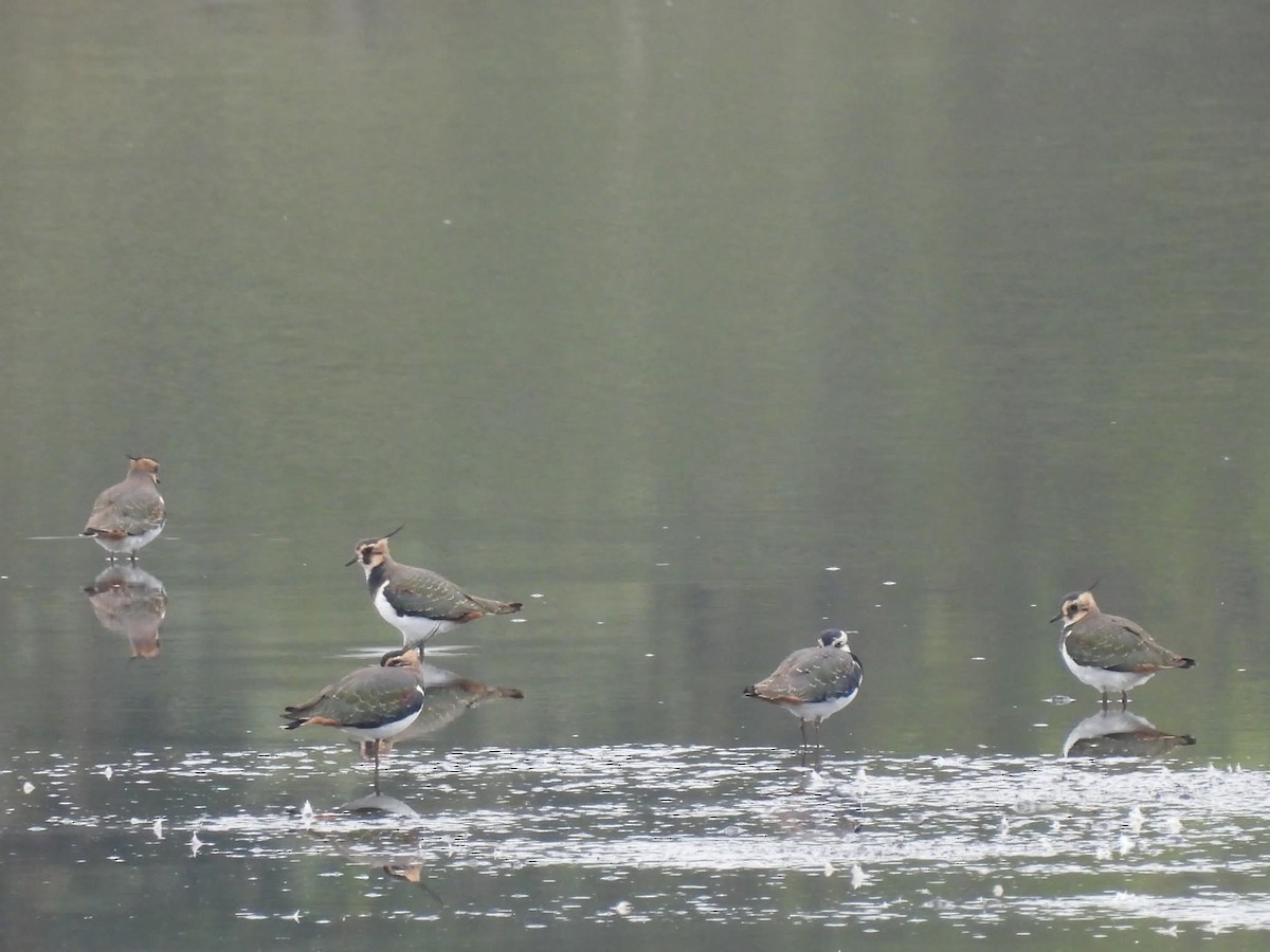 Northern Lapwing - ML643755815