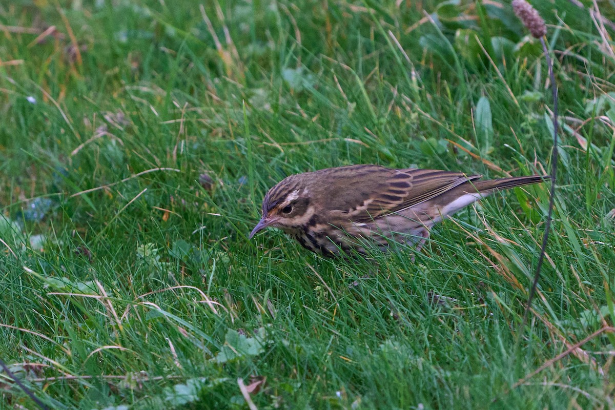 Olive-backed Pipit - ML643755816