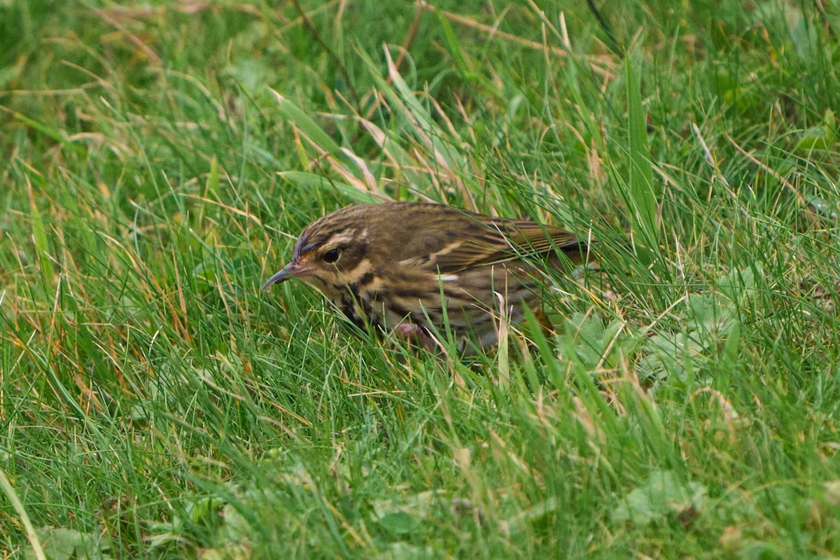 Olive-backed Pipit - ML643755818