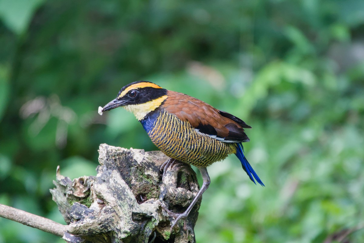 Javan Banded-Pitta - ML643755821
