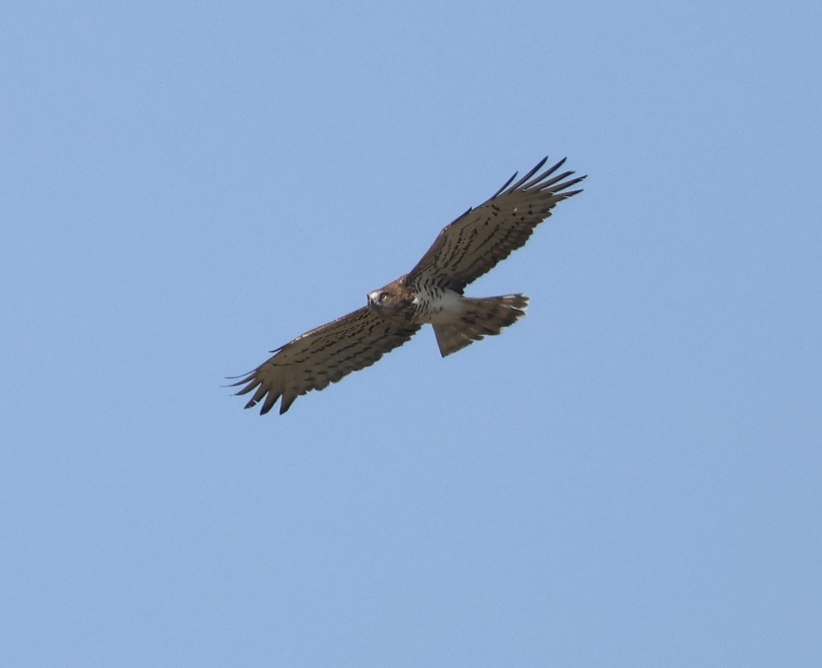 Short-toed Snake-Eagle - ML643755822