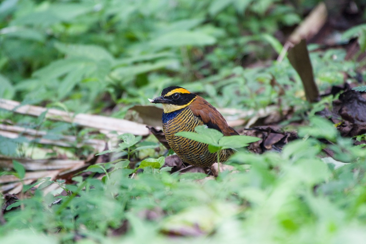 Javan Banded-Pitta - ML643755824