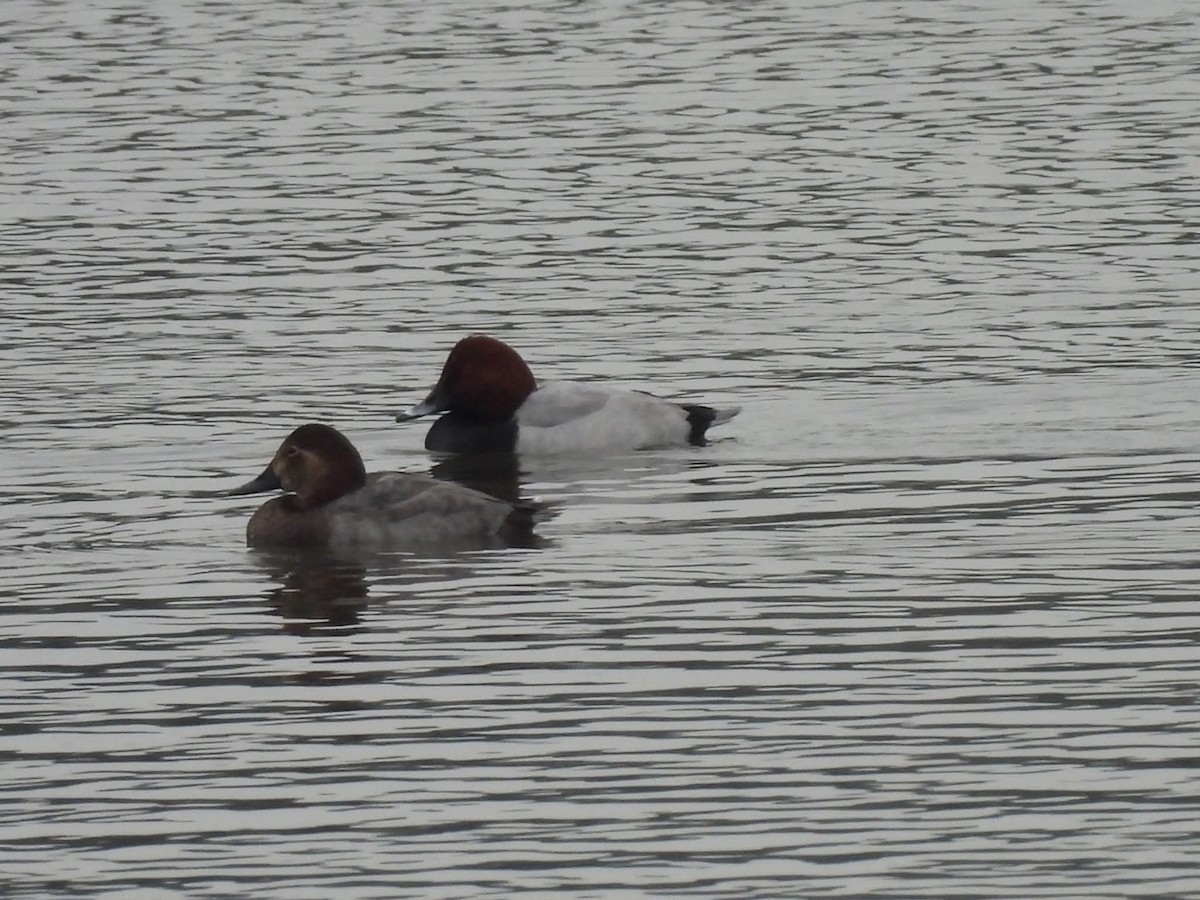 Common Pochard - ML643755825