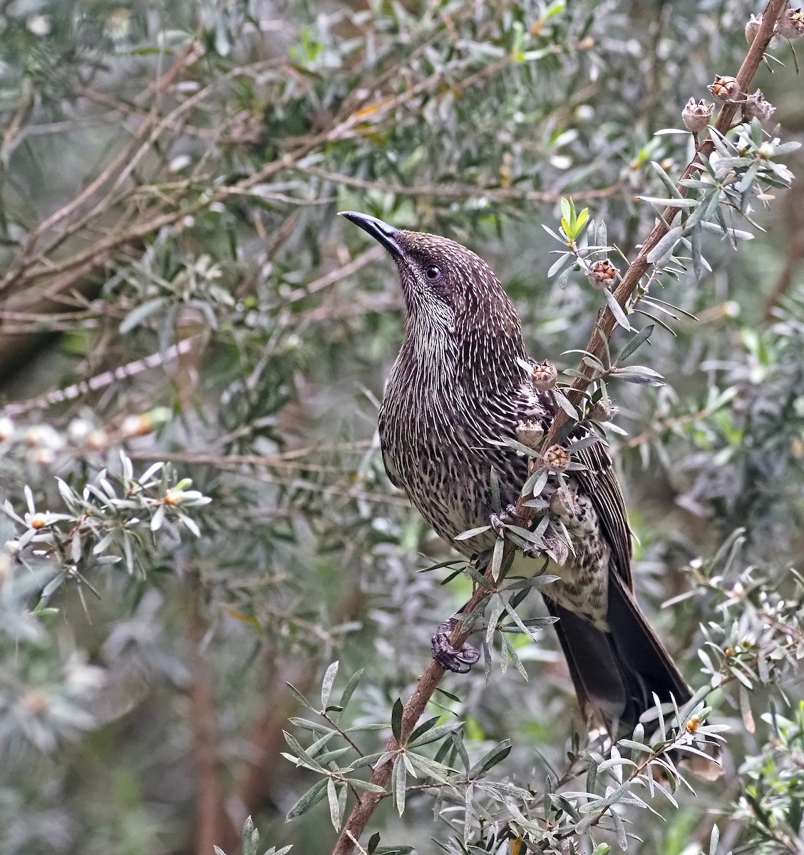 Little Wattlebird - ML643755830