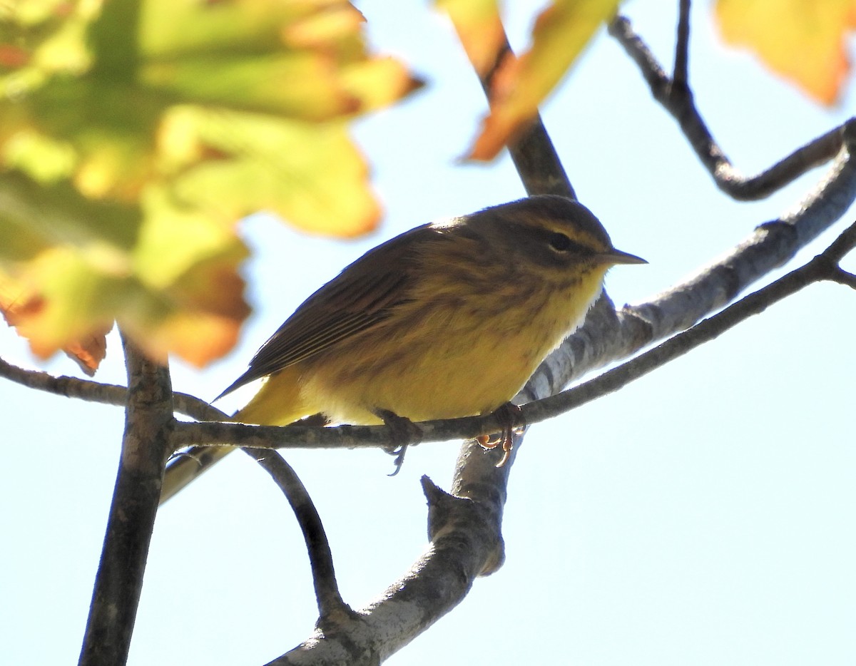 Palm Warbler - ML643755832