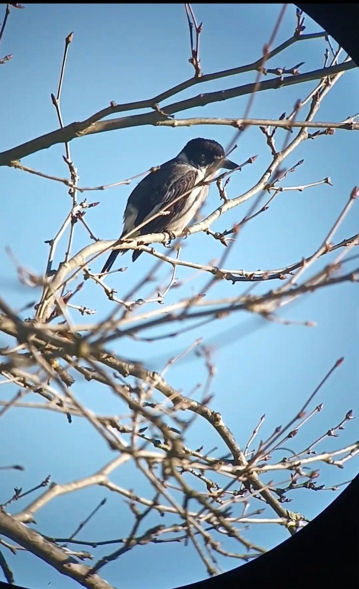 Gray Butcherbird - ML643755833