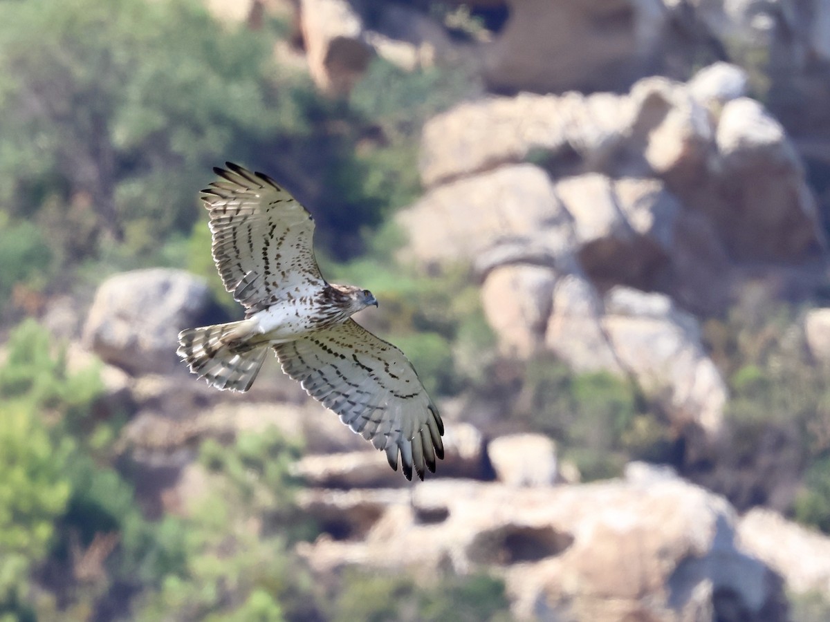 Short-toed Snake-Eagle - ML643755834