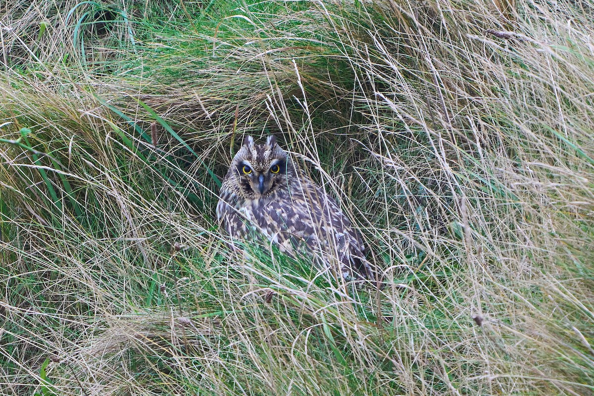 Short-eared Owl - ML643755835