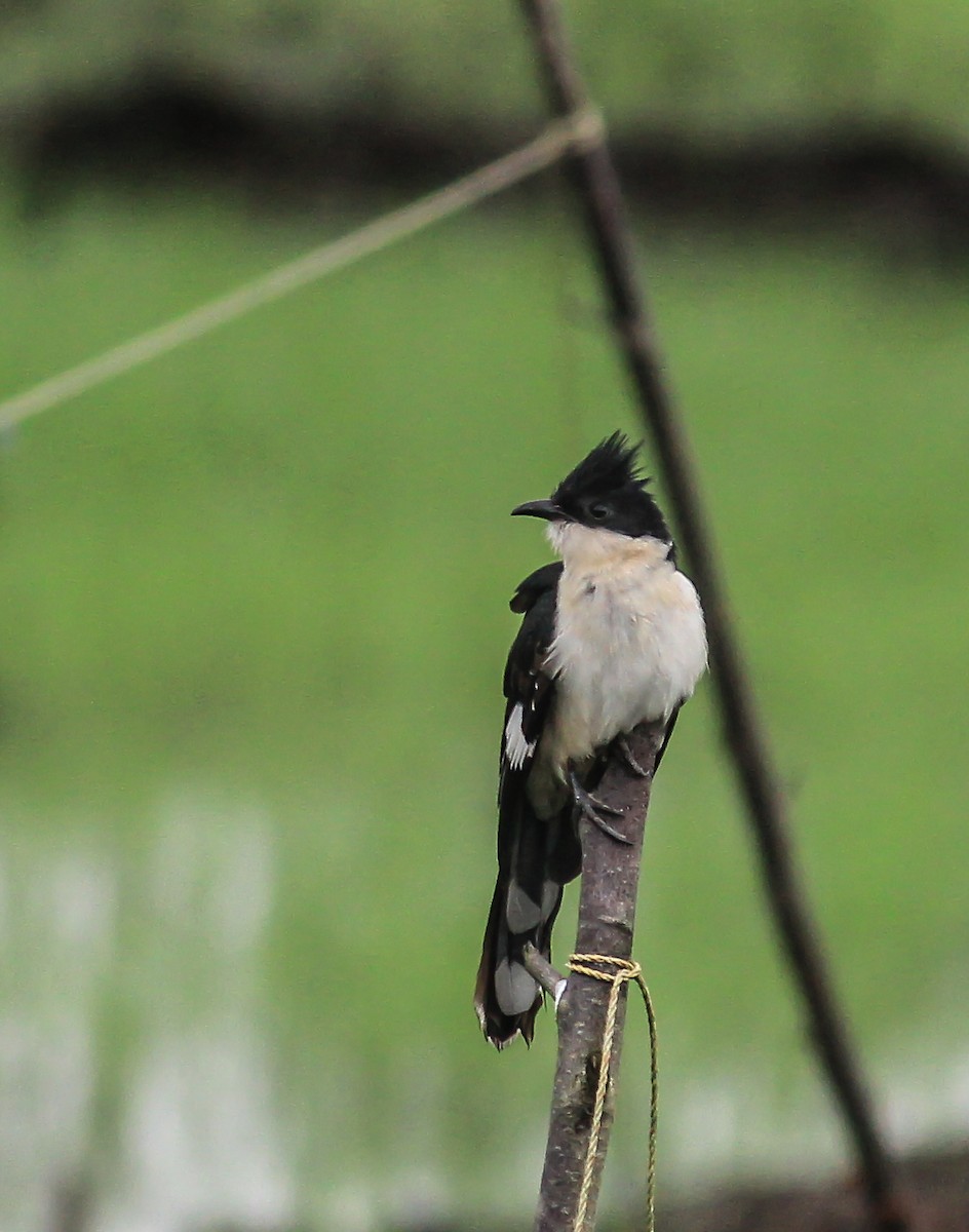 Pied Cuckoo - ML643755836