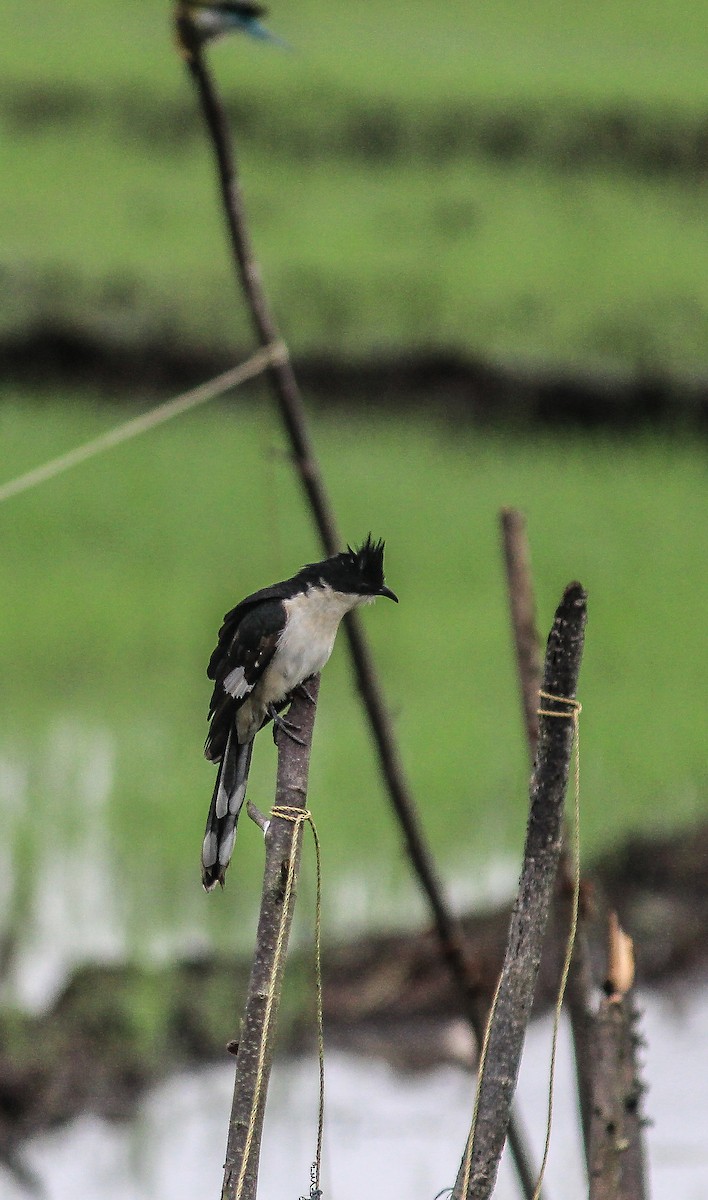 Pied Cuckoo - ML643755837