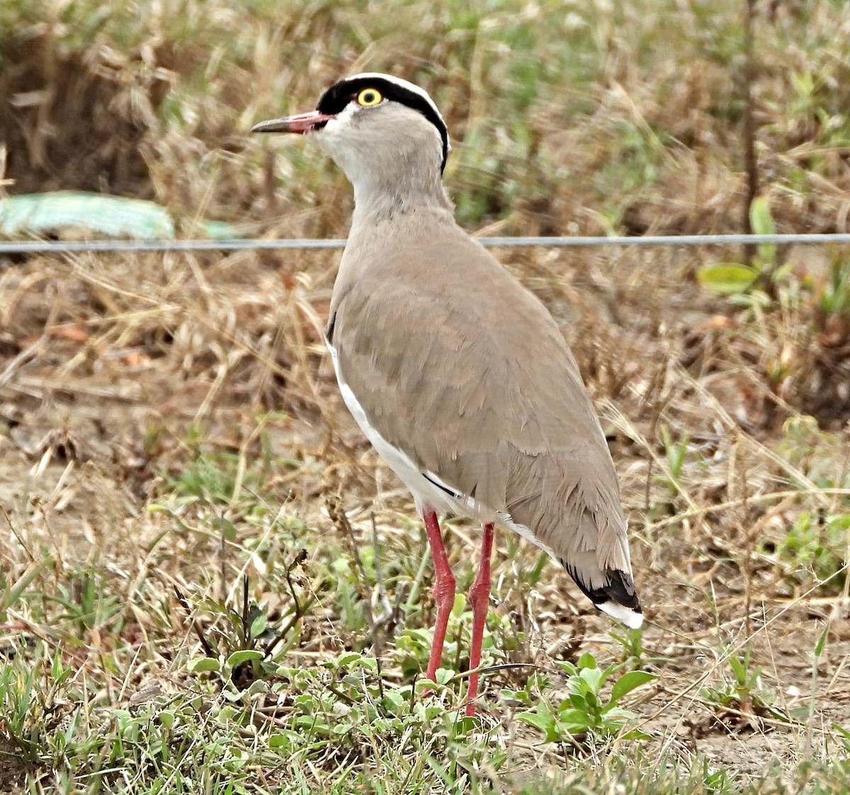 Crowned Lapwing - ML643755838
