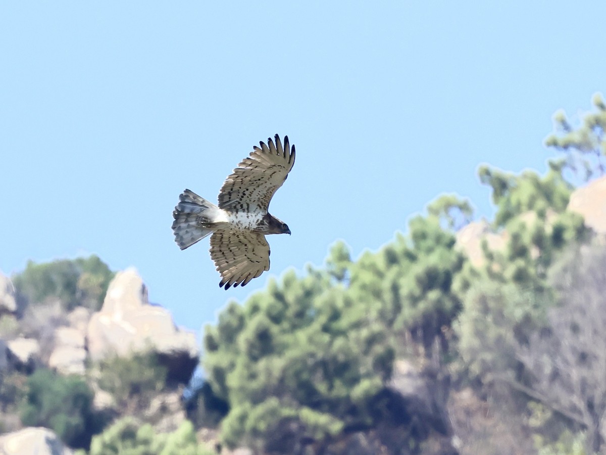 Short-toed Snake-Eagle - ML643755840